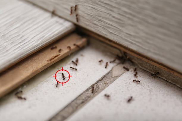 Best Commercial Pest Control Services  in Buffalo, OK