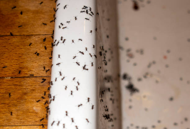 Best Insect Control  in Buffalo, OK