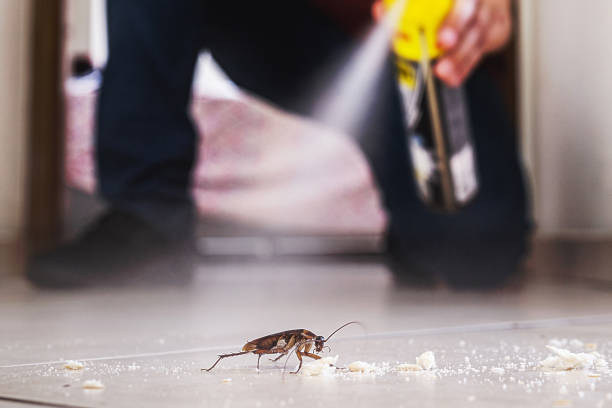 Best Wasp Removal Services  in Buffalo, OK