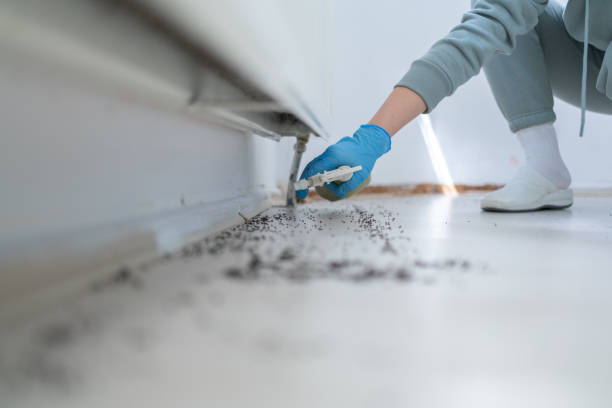 Best Flea Control Services  in Buffalo, OK